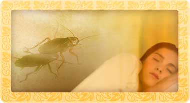 soñar con cucarachas -sueño cucaracha
