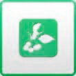 acebo
