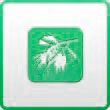 espino
