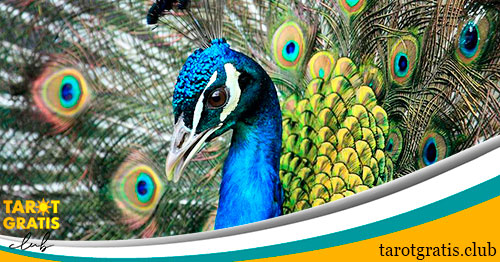 horóscopo maya del pavo real - tarot gratis club